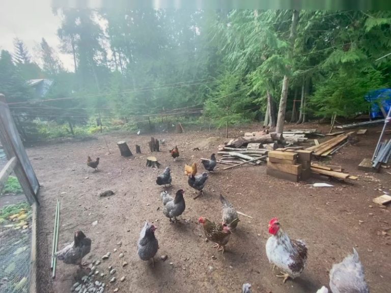 鶏たちが庭を自由に歩き回る様子