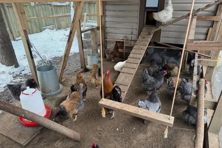 雪の日、外に出ずワイヤーで囲った鶏の運動場の中で過ごす鶏たち