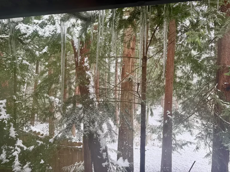 雪の朝、窓の外にできた長いつらら。冬の景色が広がる中、木の枝から伸びた透明な氷が朝日を受けて輝いている。