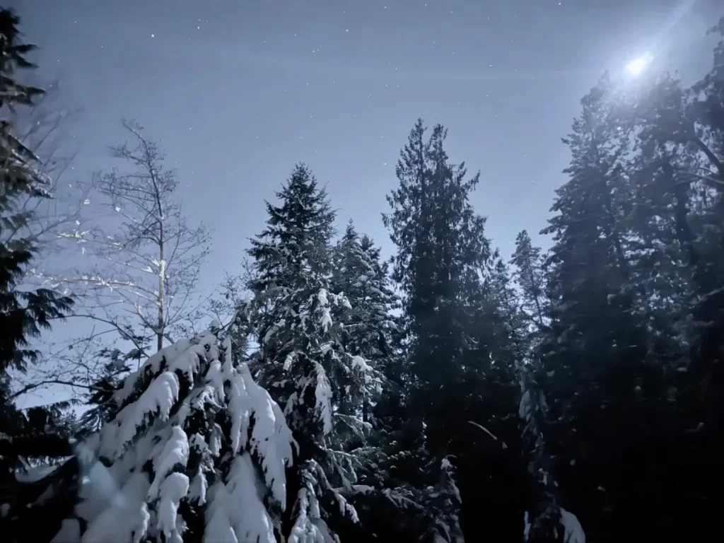 自然は急がない — 雪の夜の森