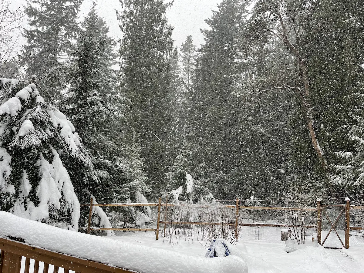 冬の朝、雪が静かに降り積もる森の風景。幻想的な冬の世界が広がる。