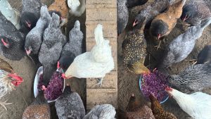 ニワトリがボウルの中のカラフルなトリートを食べている様子