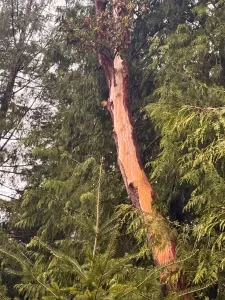 剥けかけた赤い幹が特徴のアビュータスの木