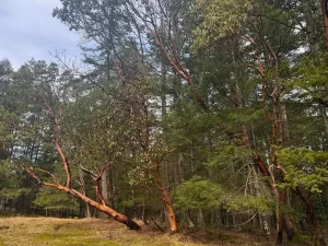 曲がりながら自由に伸びるアビュータスの木