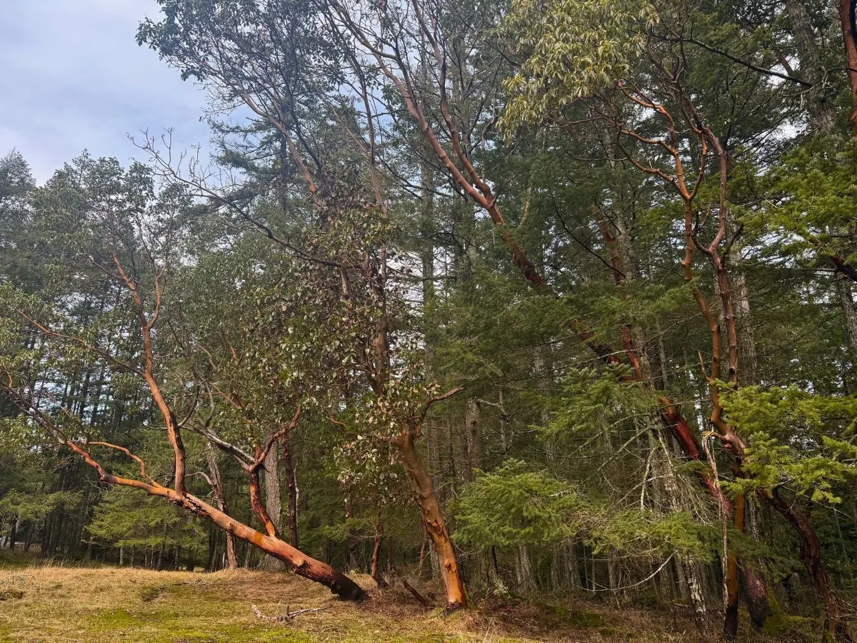 曲がりながら自由に伸びるアビュータスの木