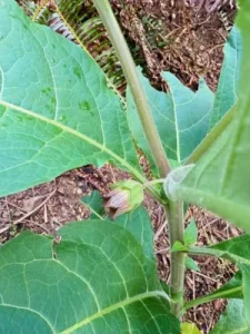 咲きかけのベラドンナの紫の花のアップ