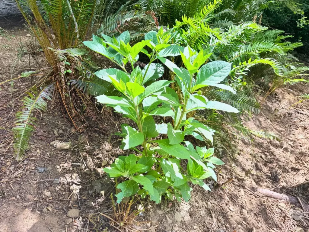 庭に自然発生した毒草ベラドンナの全体像