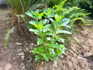 庭に自然発生した毒草ベラドンナの全体像