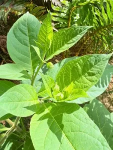 複数のつぼみと新芽