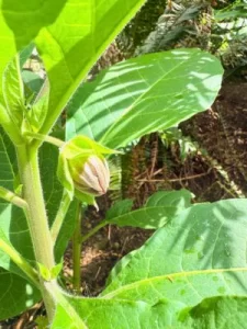 ベラドンナのつぼみと茎のアップ写真