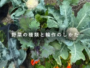 野菜の種類と輪作をしたカリフラワーとケールの混植例（ナスタチウムも）