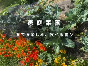 ナスタチウムと葉物野菜が育つ家庭菜園の畝