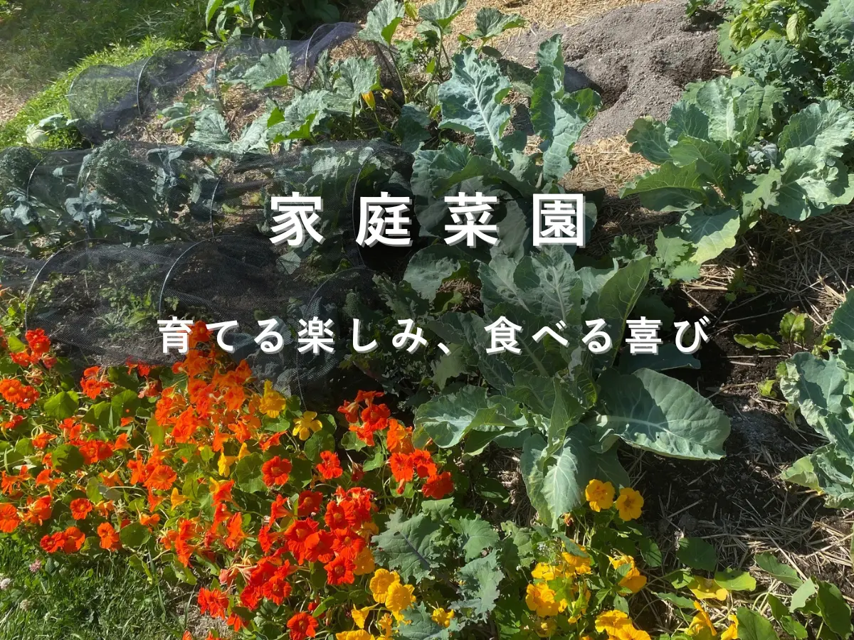 ナスタチウムと葉物野菜が育つ家庭菜園の畝
