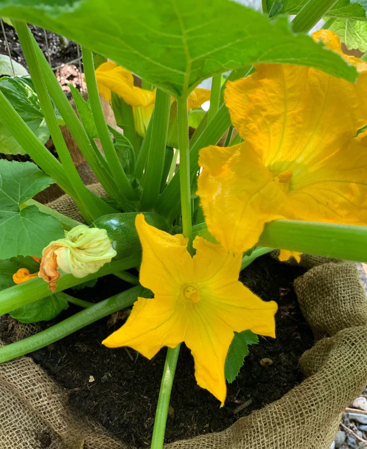 ガーデニングでズッキーニの花と葉が育つ