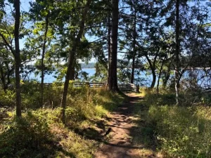 森の小道と海の景色。健康に気をつけて生きる意味を考えるイメージ