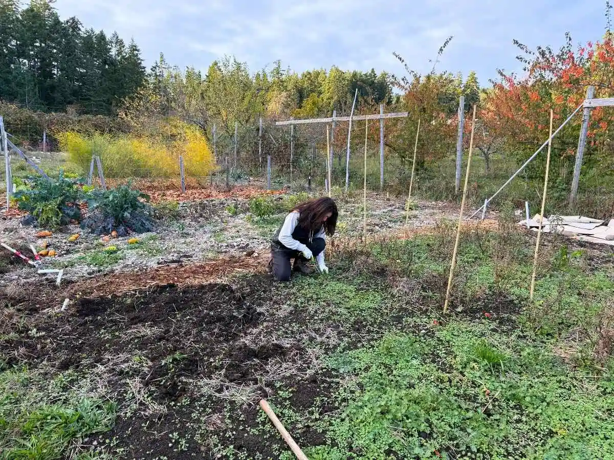 秋の畑で地面に膝をつき、草を抜きながら土づくりをする