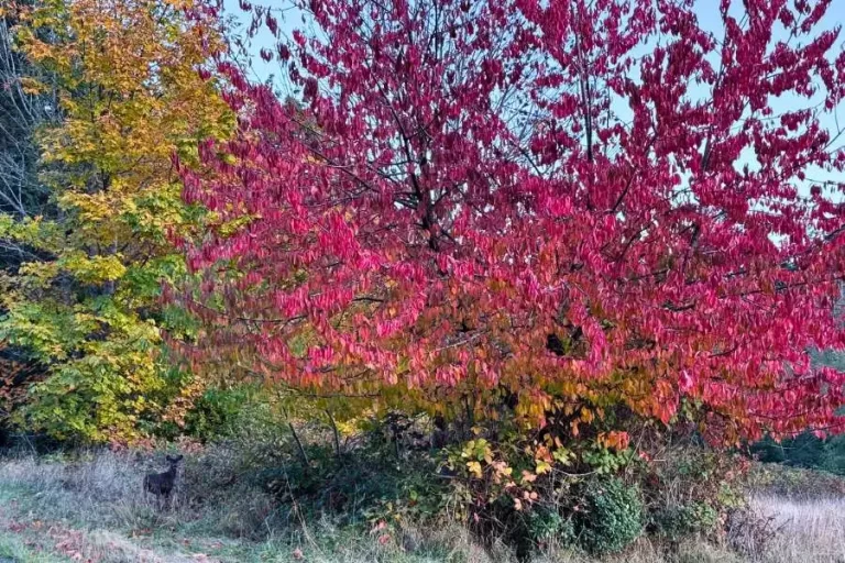 YouTubeを始めて気がついた、紅葉に包まれた自然の美しさ。静かな島の秋の風景。