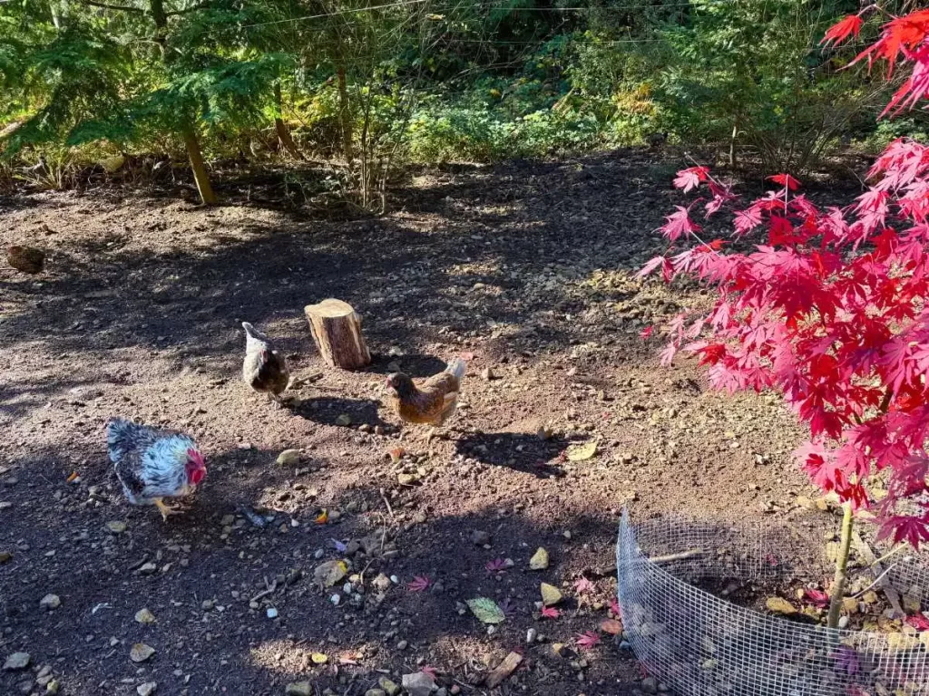 YouTubeを始めて気がついた日常の小さな美しさと、島の庭で過ごす鶏たちの様子