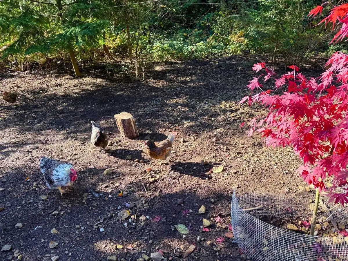 YouTubeを始めて気がついた日常の小さな美しさと、島の庭で過ごす鶏たちの様子