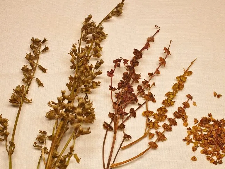 シソ（大葉）とバジルの自家採種｜種取りと乾燥の様子