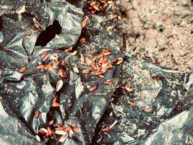 鶏糞堆肥の中で有機物を分解するハエのサナギと幼虫