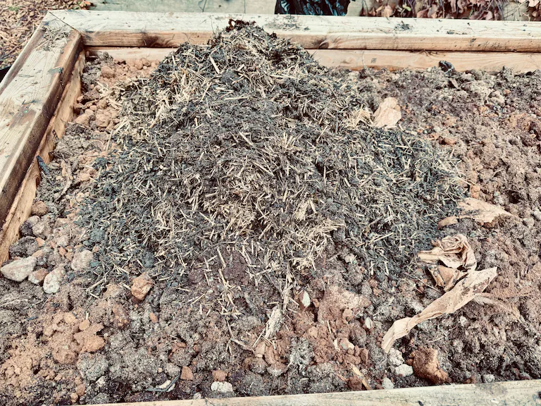 堆肥の匂いと虫を防ぐために土と古いストローで蓋をした様子