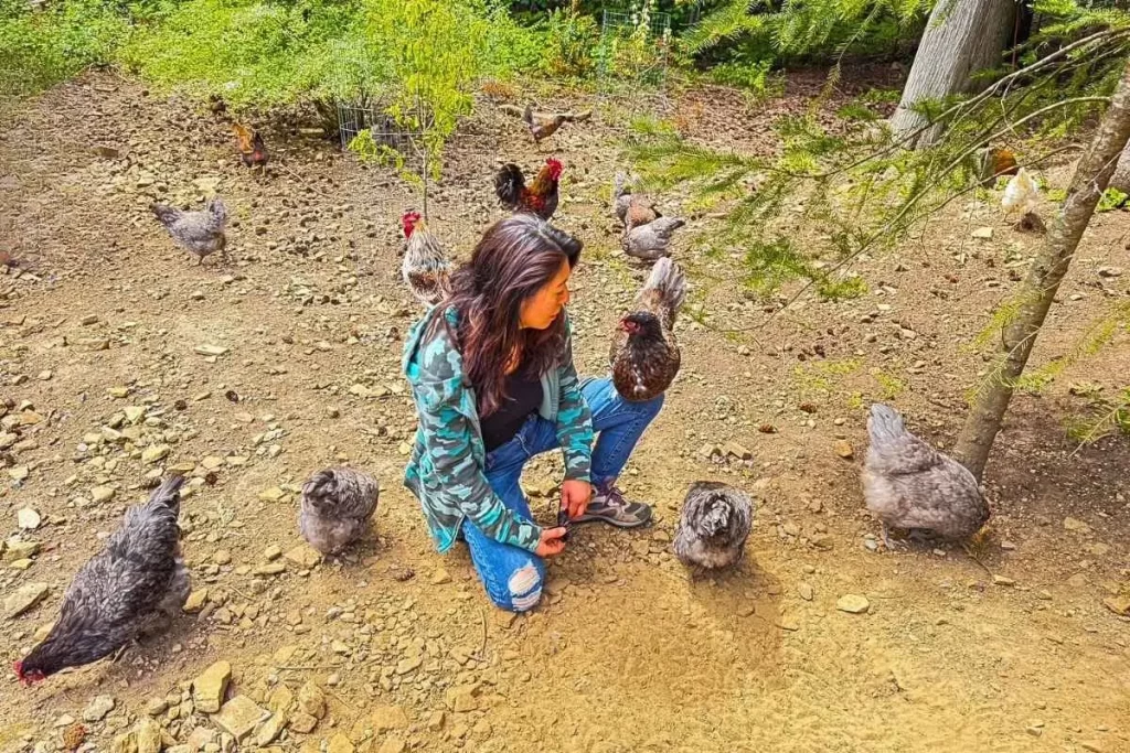 自然の中で、ニワトリたちと触れ合う現在の暮らしの様子。