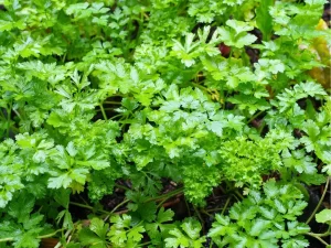 家庭菜園で元気に育っているイタリアンパセリの様子