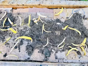 ラザニアガーデニングの栄養層となるバナナの皮と段ボール