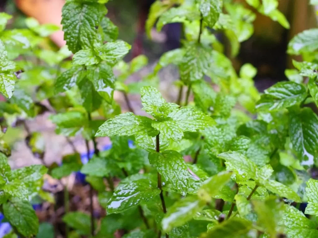 地植えで植えないハーブ、繁殖力強いミントの様子