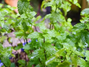 地植えで植えないハーブ、繁殖力強いミントの様子