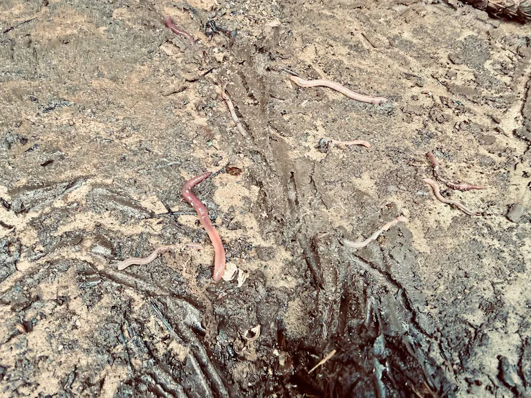 土を耕してくれる庭のミミズたち