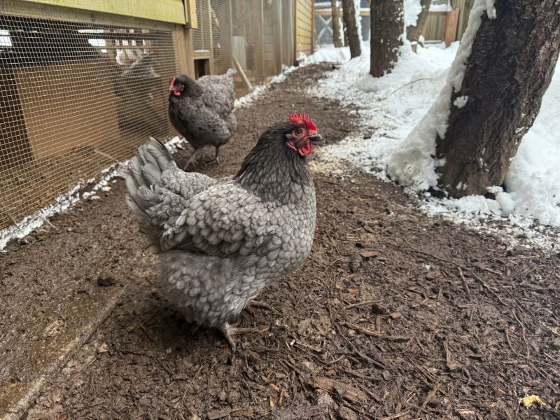 雪の中でたたずむ鶏『トラブル』と、もう一羽の鶏